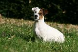 JACK RUSSEL 153